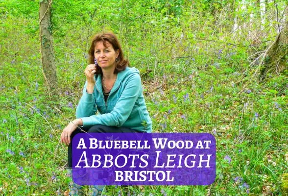 Bluebell Wood Abbots Leigh