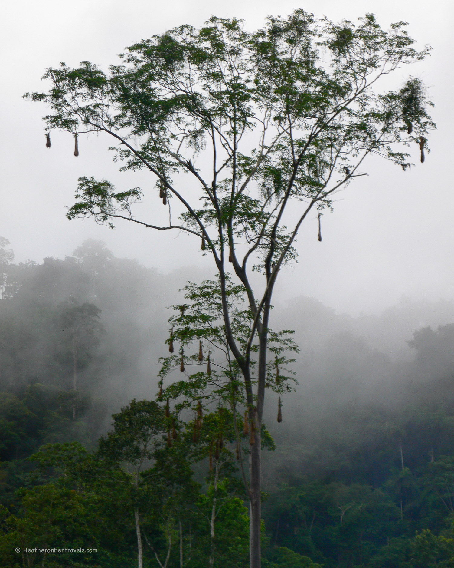 Tree canopy in the Amazon Rainforest in Ecuador