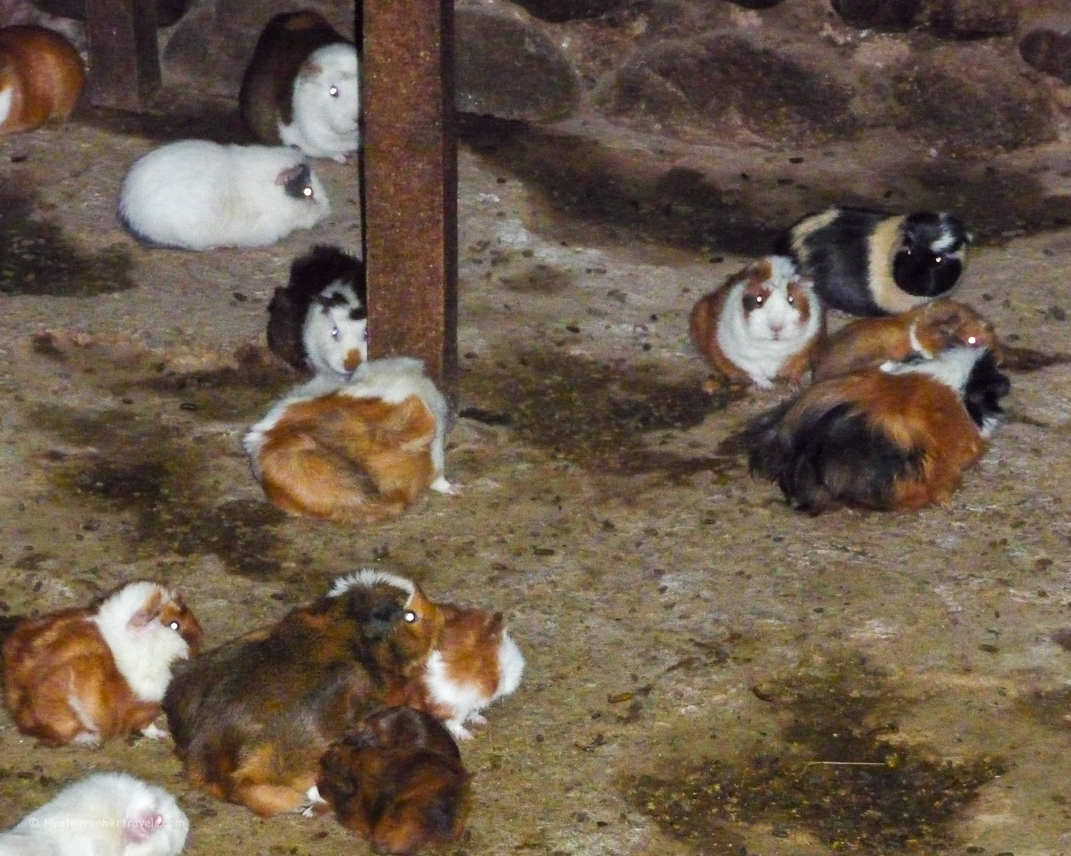 3217121685_a9907d04dc Guinea pig in Peru