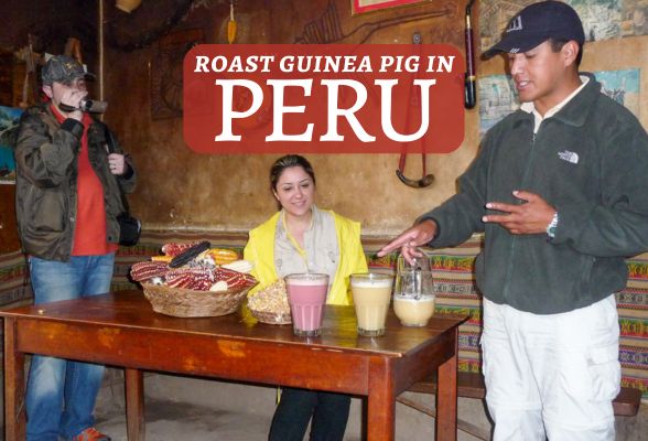 guinea pig peru featured