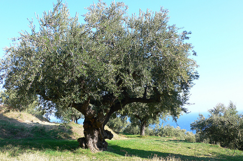 Olive trees in Greece