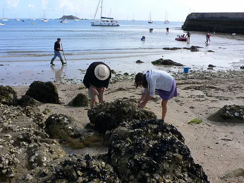 looking-for-oysters-on-lsle-houet Houat in Brittany