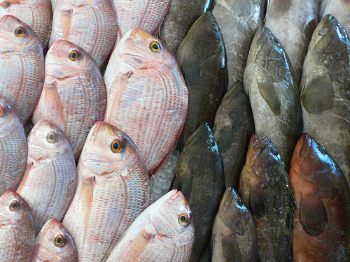 Fish waiting to be grilled in Lebanon