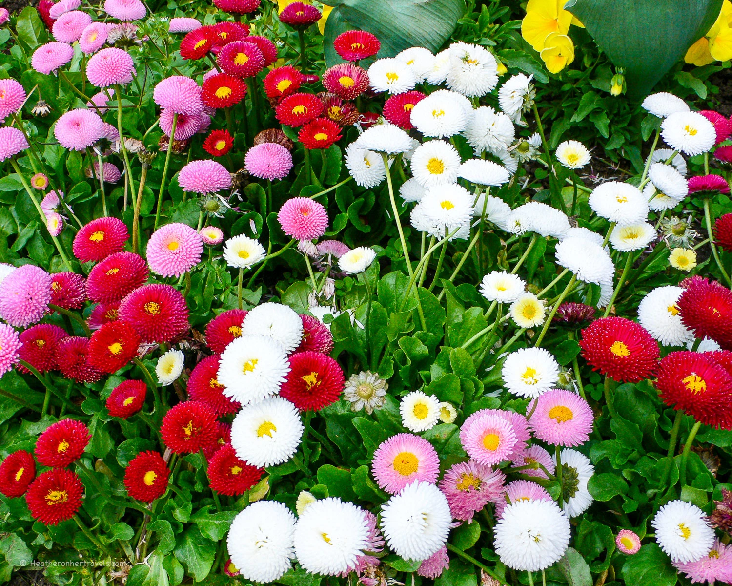 Mirabell Gardens, Salzburg