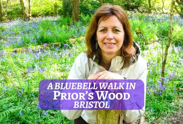 Bluebell Walk Priors Wood
