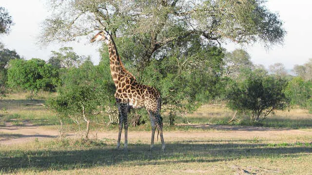 Giraffe at Sabi Sands Game Reserve Photo: Jeffrey Cammack