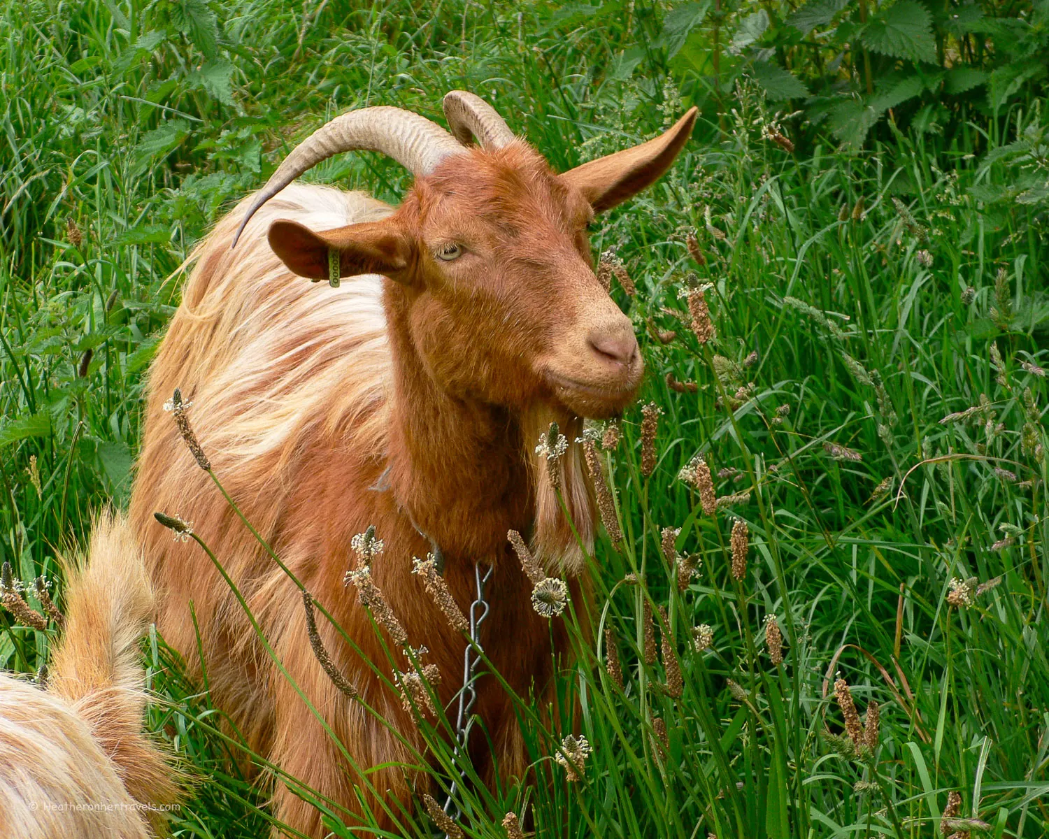 Golden Guernsey Goats on Guernsey