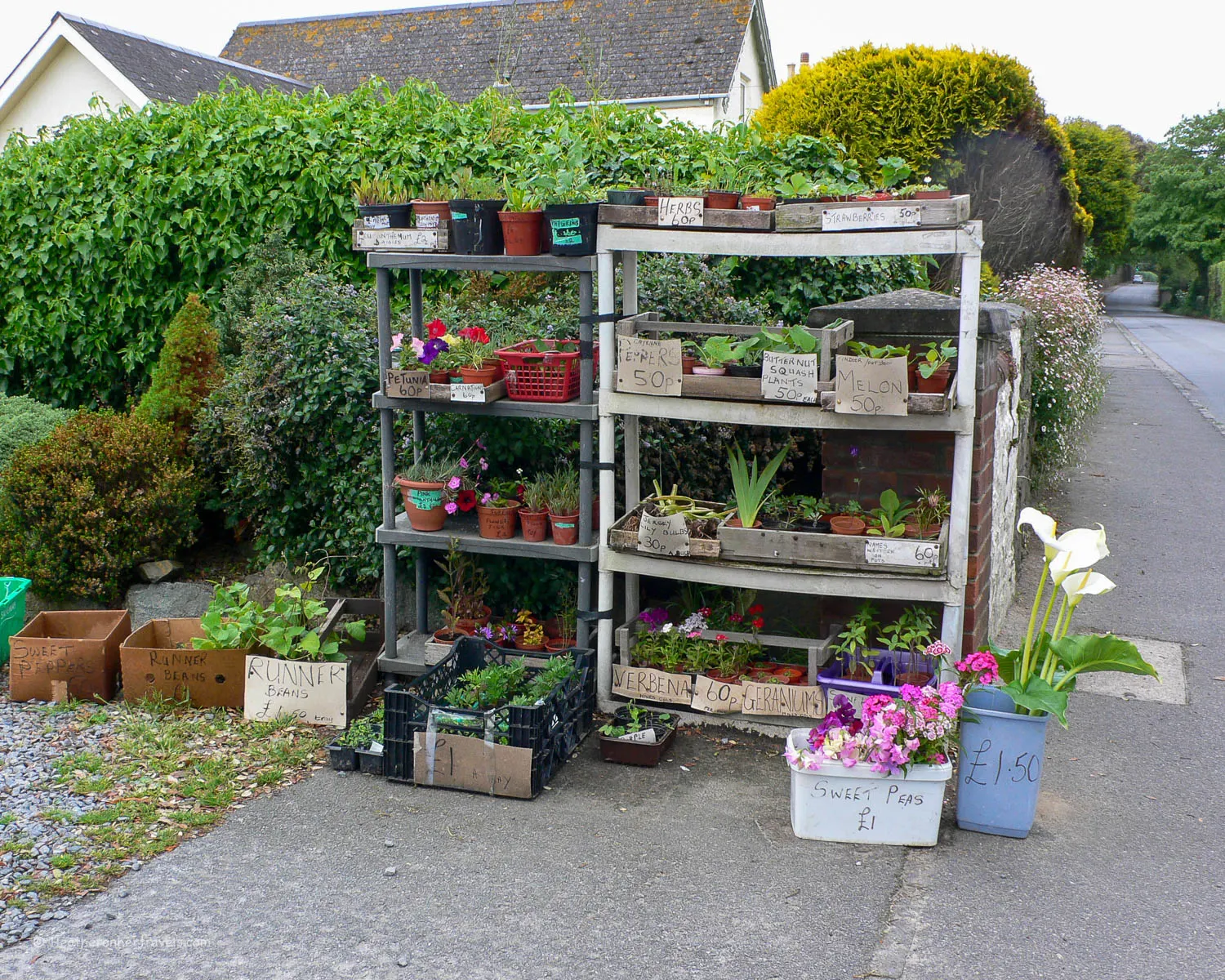 Hedge Veg on Guernsey