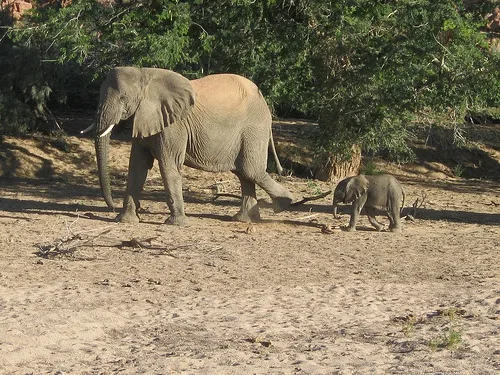 Desert Elephants in Namibia Photo: Guy Cowper at Heatheronhertravels.com