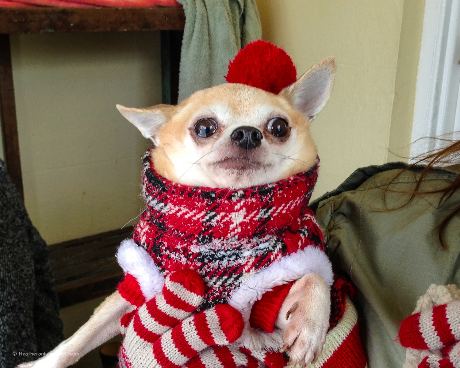 Gonzales at Prince Hall Hotel, Dartmoor