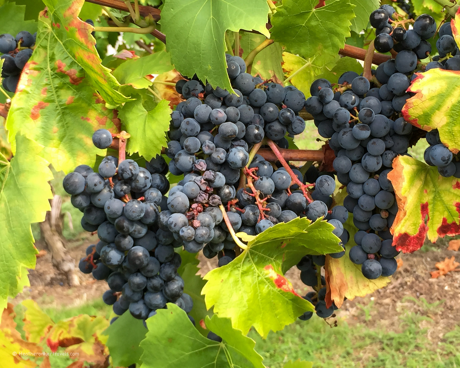 Grapes in the Luxembourg Moselle Wine Region
