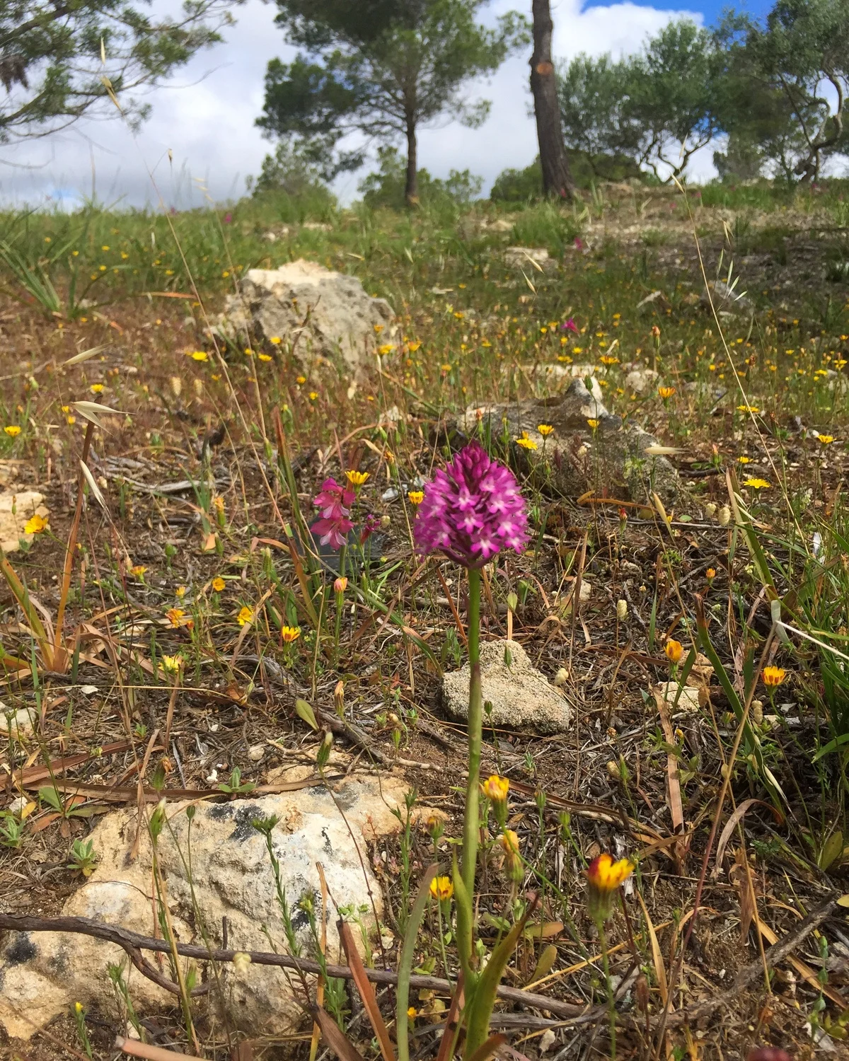 Wild orchids on the Cami de Cavalls in Menorca Photo Heatheronhertravels.com