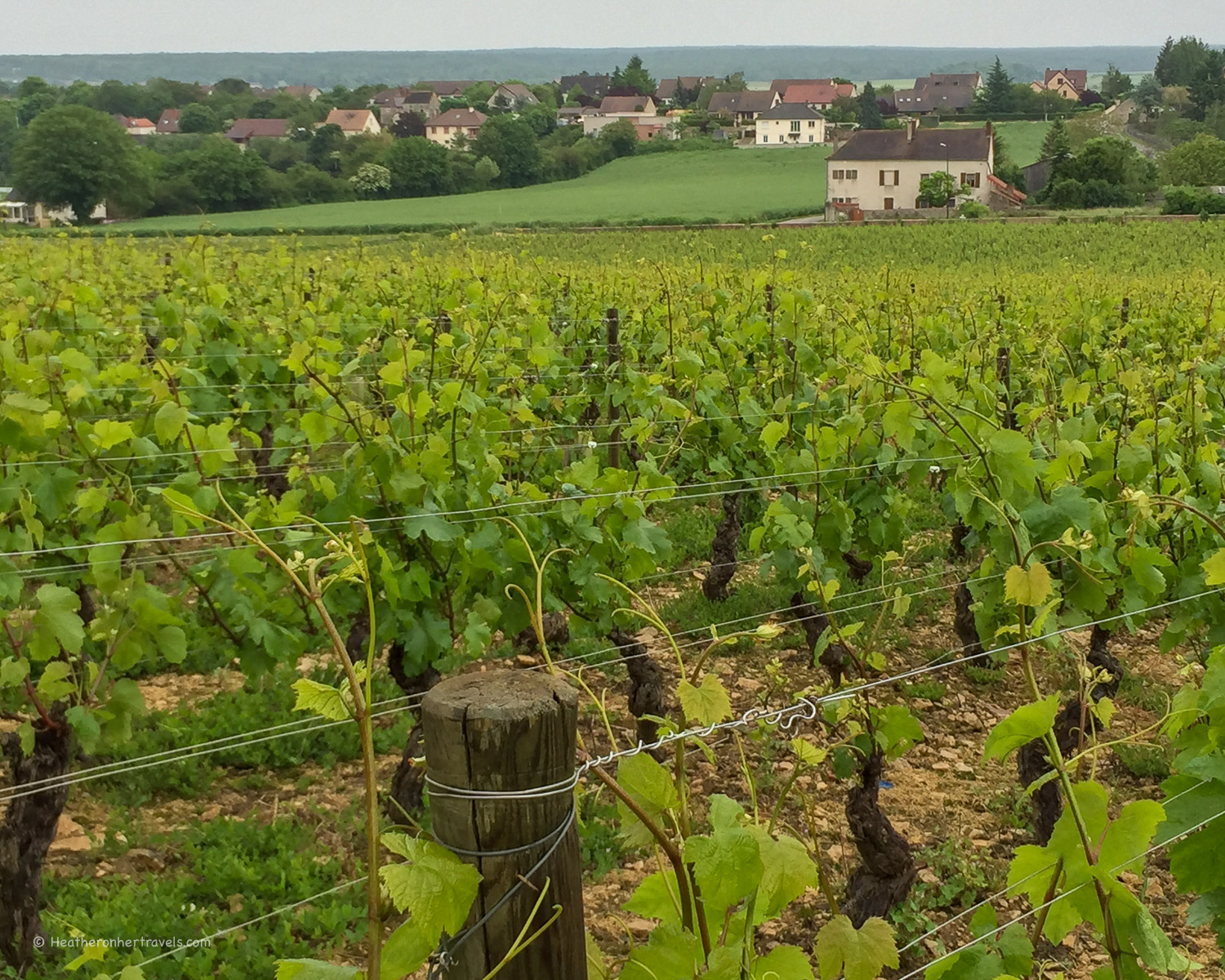 Wine tasting at Chateau Rully near Beaune in Burgundy