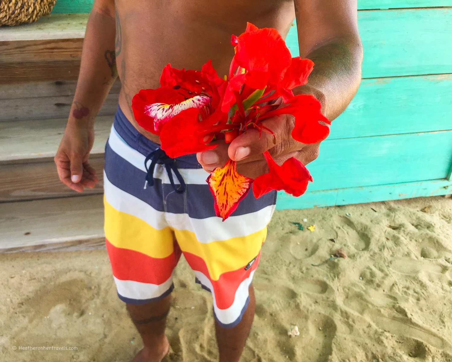 Aruba plants - Foraging on Aruba Photo: Heatheronhertravels.com