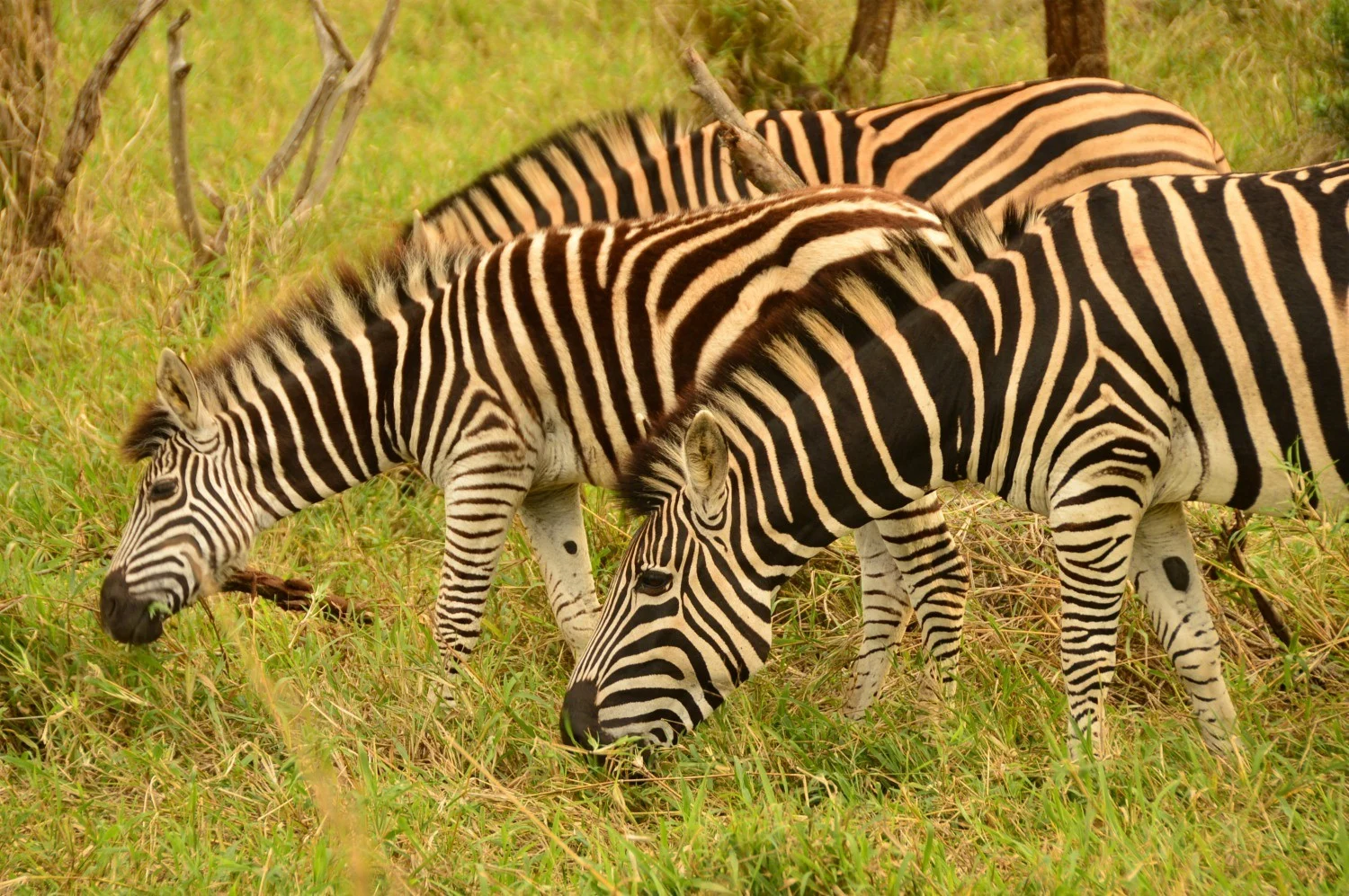 Zebra in Thanda Game Reserve South Africa Photo Amanda O'Brien