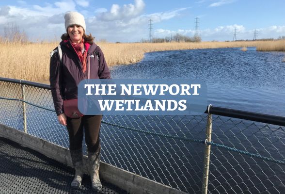 Newport Wetlands featured 588