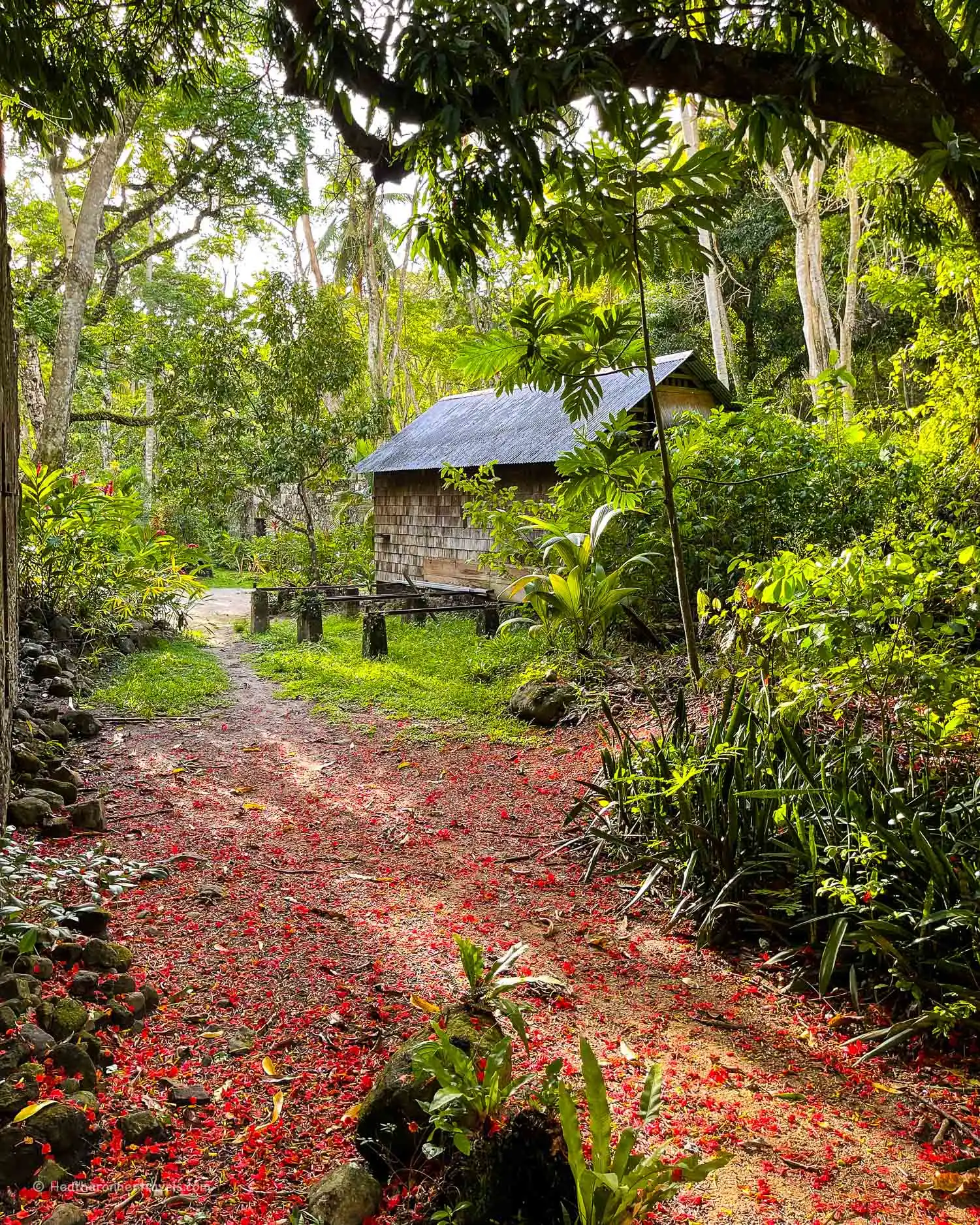 ANSE Mamin Plantation trail Saint Lucia Photo Heatheronhertravels.com-1