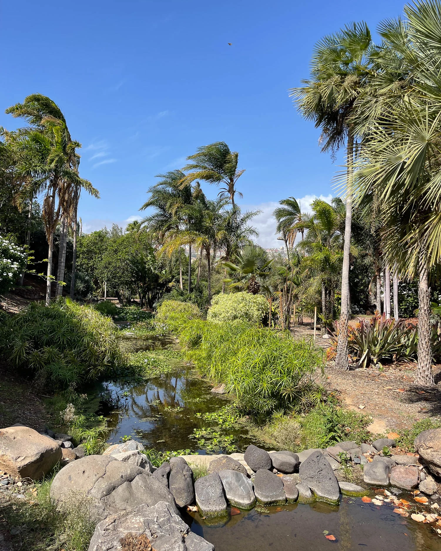 Palmetum Santa Cruz Tenerife Photo Heatheronhertravels.com