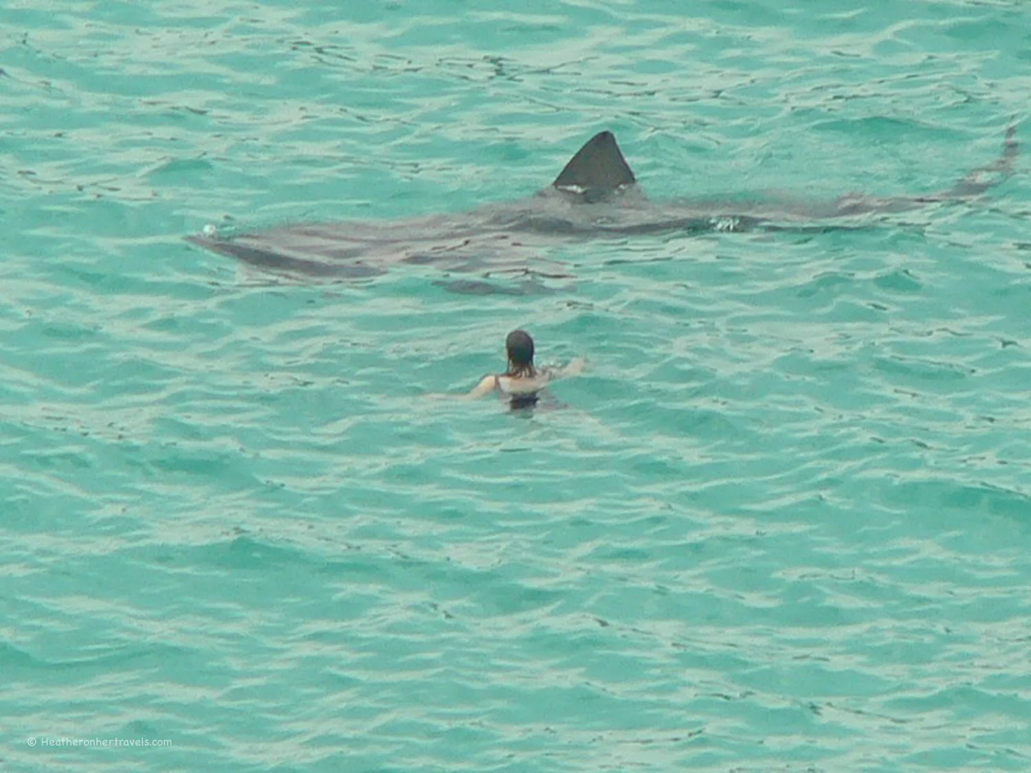 A dip with a majestic basking shark of the coast of Cornwall Photo: candiche