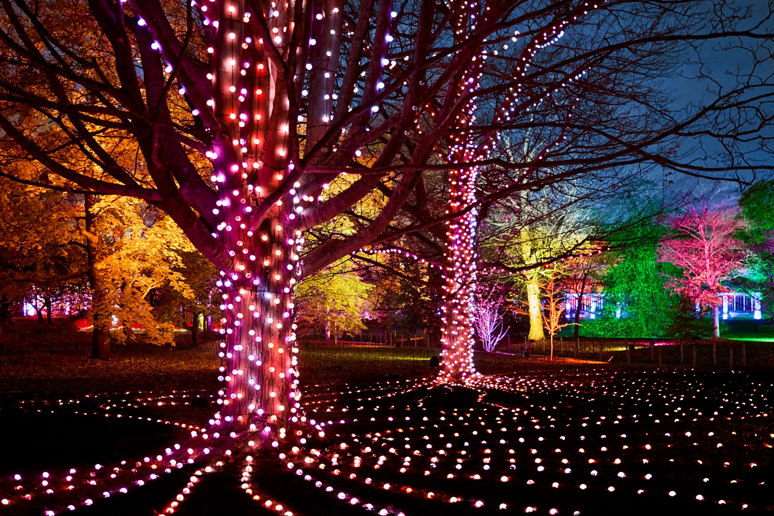 Christmas at Westonbirt 2025-Firework trees